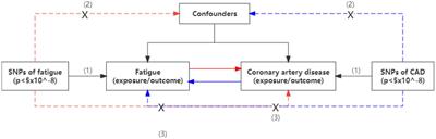 Causal association between self-reported fatigue and coronary artery disease: a bidirectional two-sample Mendelian randomization analysis